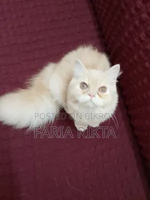 3-6 Months Female Purebred Persian