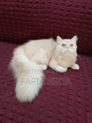 3-6 Months Female Purebred Persian