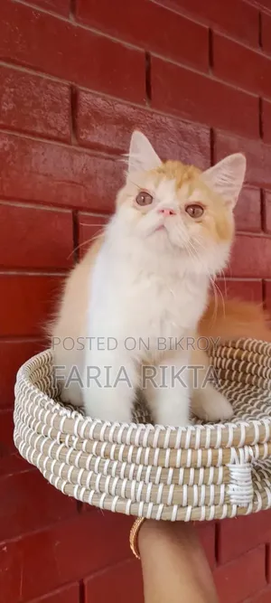 3-6 Months Male Purebred Persian