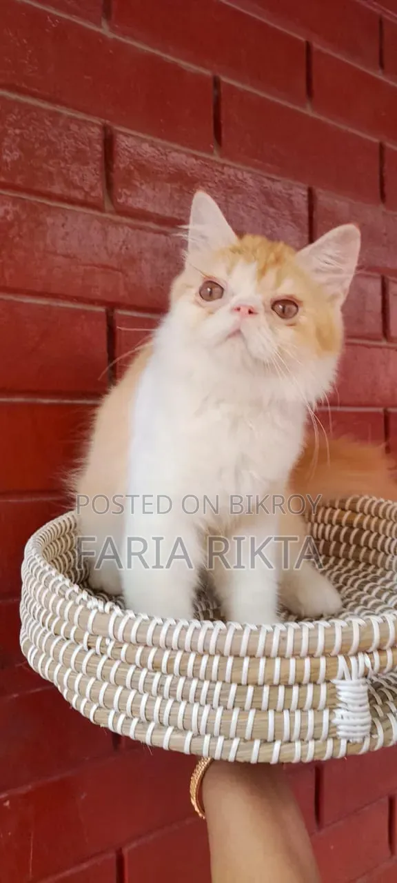 3-6 Months Male Purebred Persian