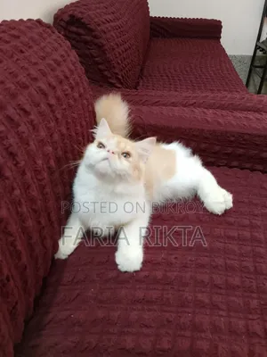 3-6 Months Male Purebred Persian