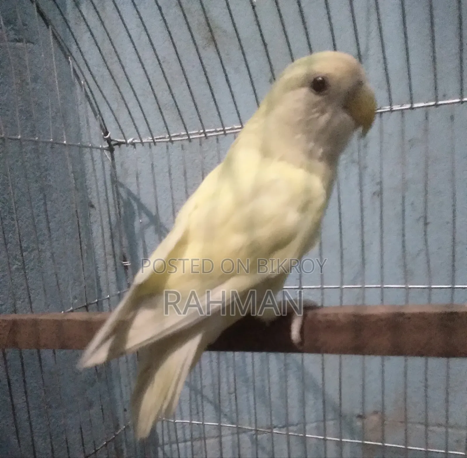 Cremenio Female