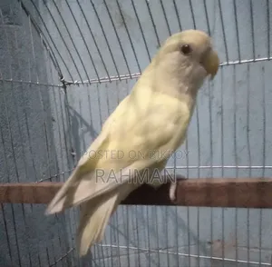 Cremenio Female