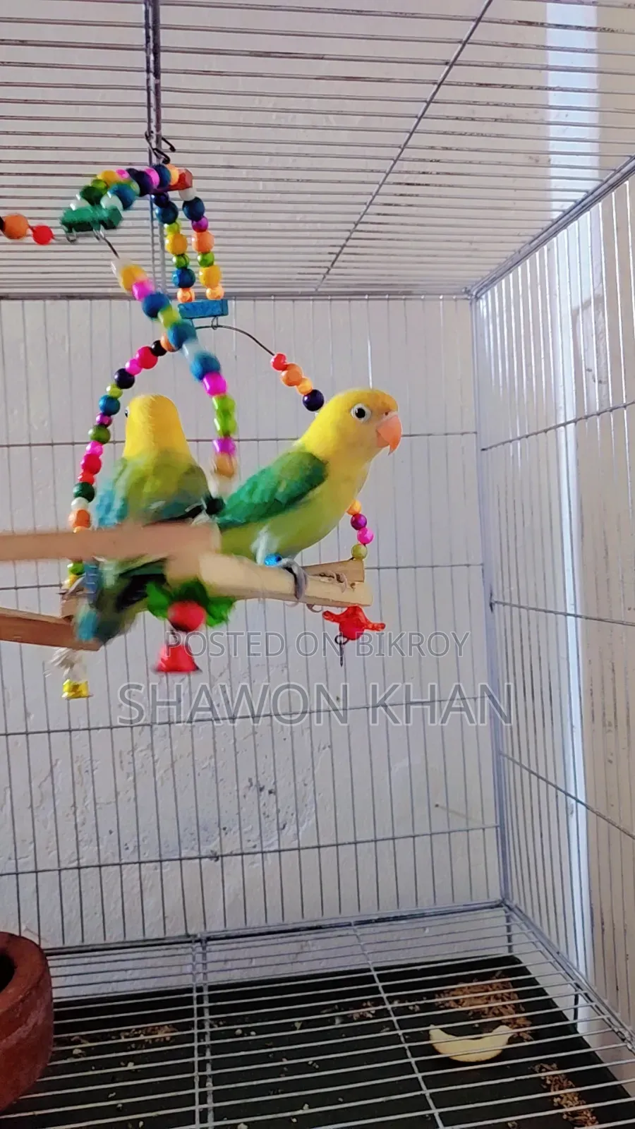 Lovbird Pair