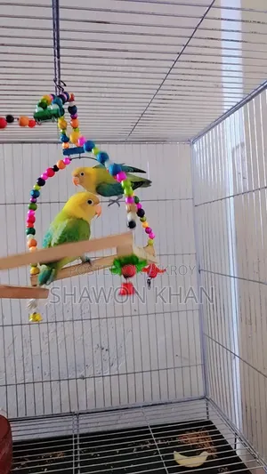 Lovbird Pair