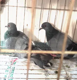 Local Jalali Pigeon