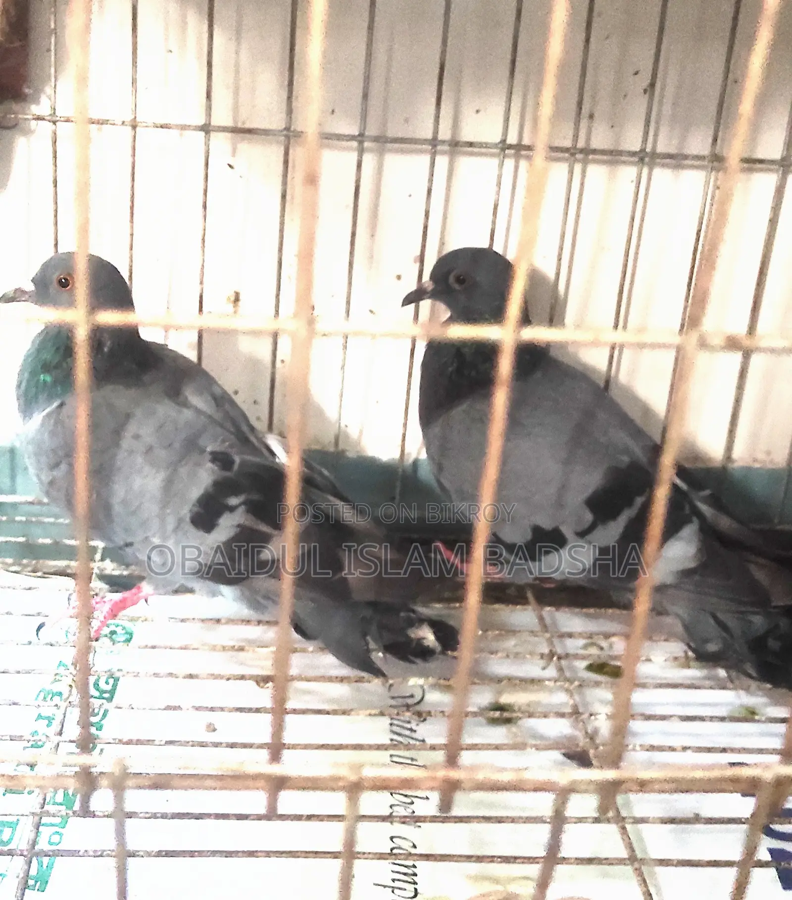 Local Jalali Pigeon