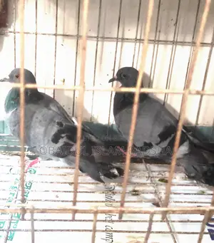 Local Jalali Pigeon