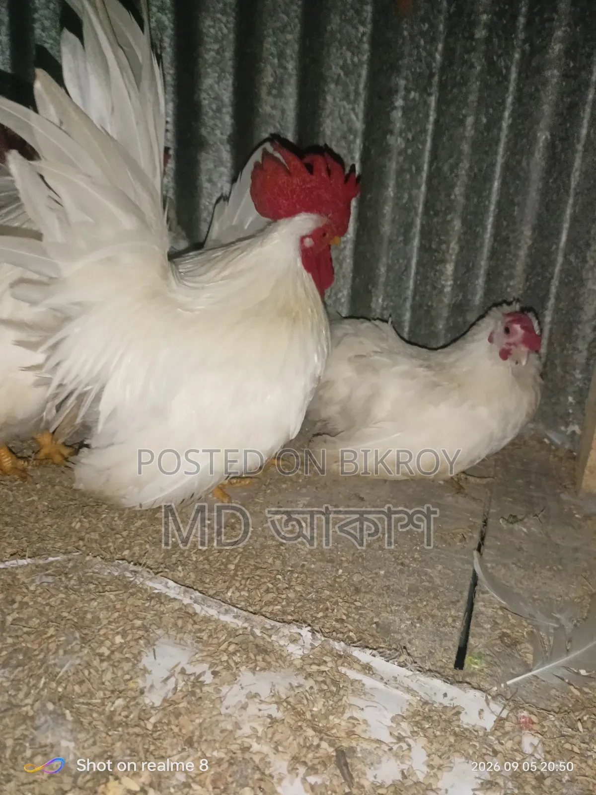 বেন্থাম এর বিজ ডিম