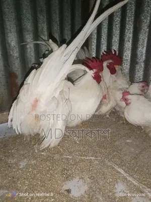 বেন্থাম এর বিজ ডিম