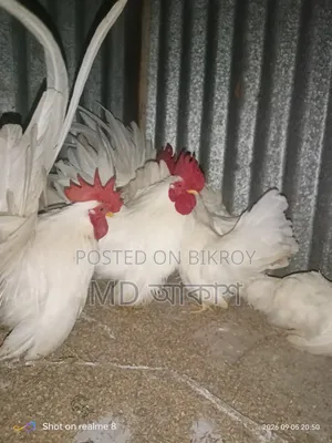 বেন্থাম এর বিজ ডিম