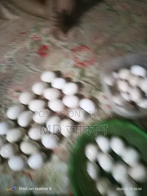 বেন্থাম এর বিজ ডিম