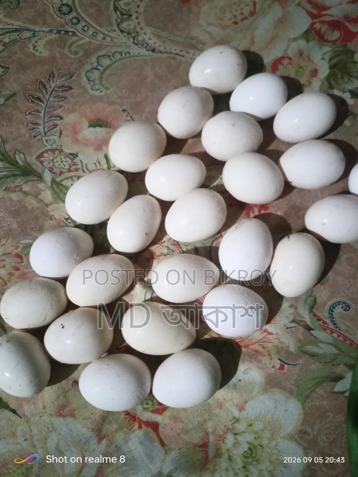 বেন্থাম এর বিজ ডিম