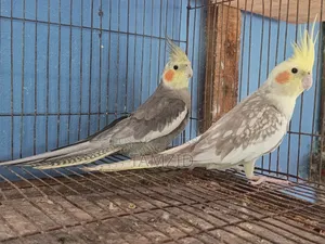 Cocktail (ককাটেল)