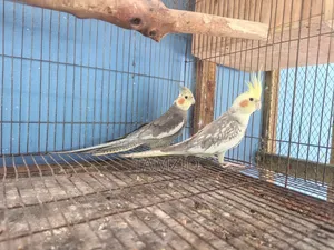 Cocktail (ককাটেল)