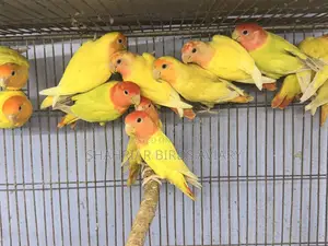 অপলাইন লাভবার্ড পেয়ার