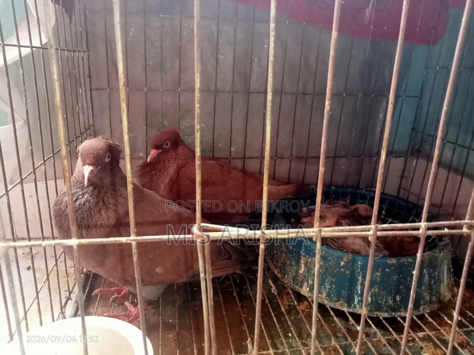 Running Egg Laying Pigeon