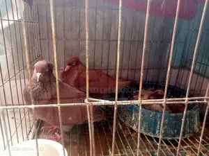 Running Egg Laying Pigeon