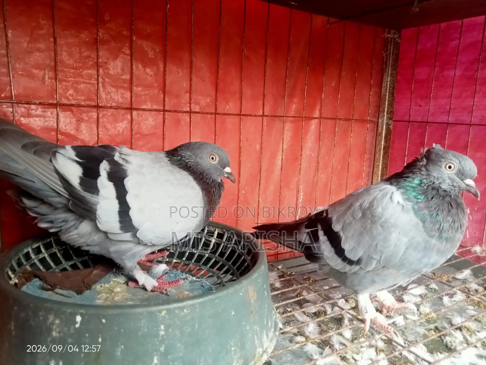 Homing Pigeon for Sale