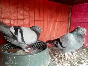 Homing Pigeon for Sale