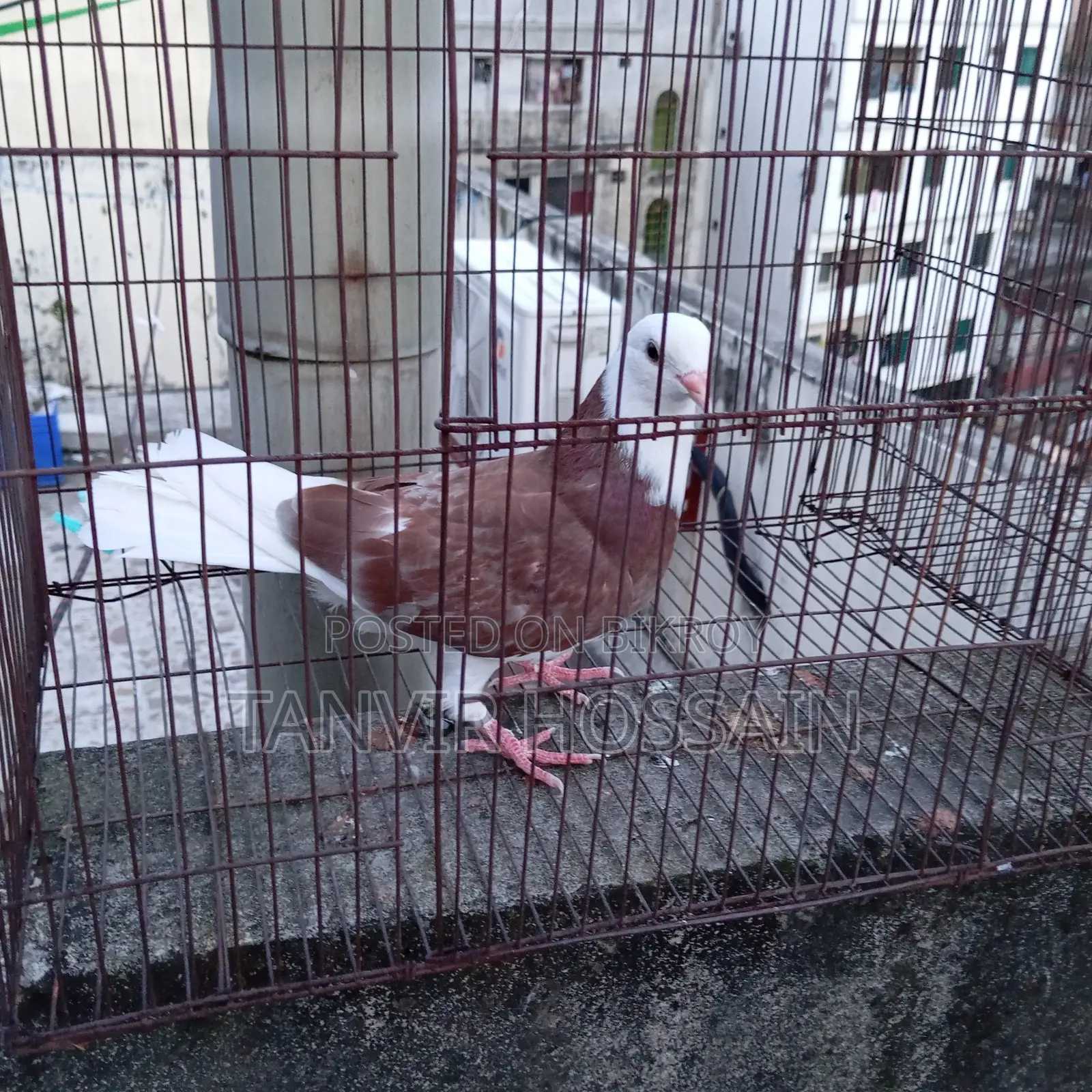 Red Cap Pigeon Baby