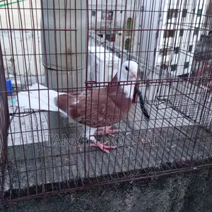 Red Cap Pigeon Baby