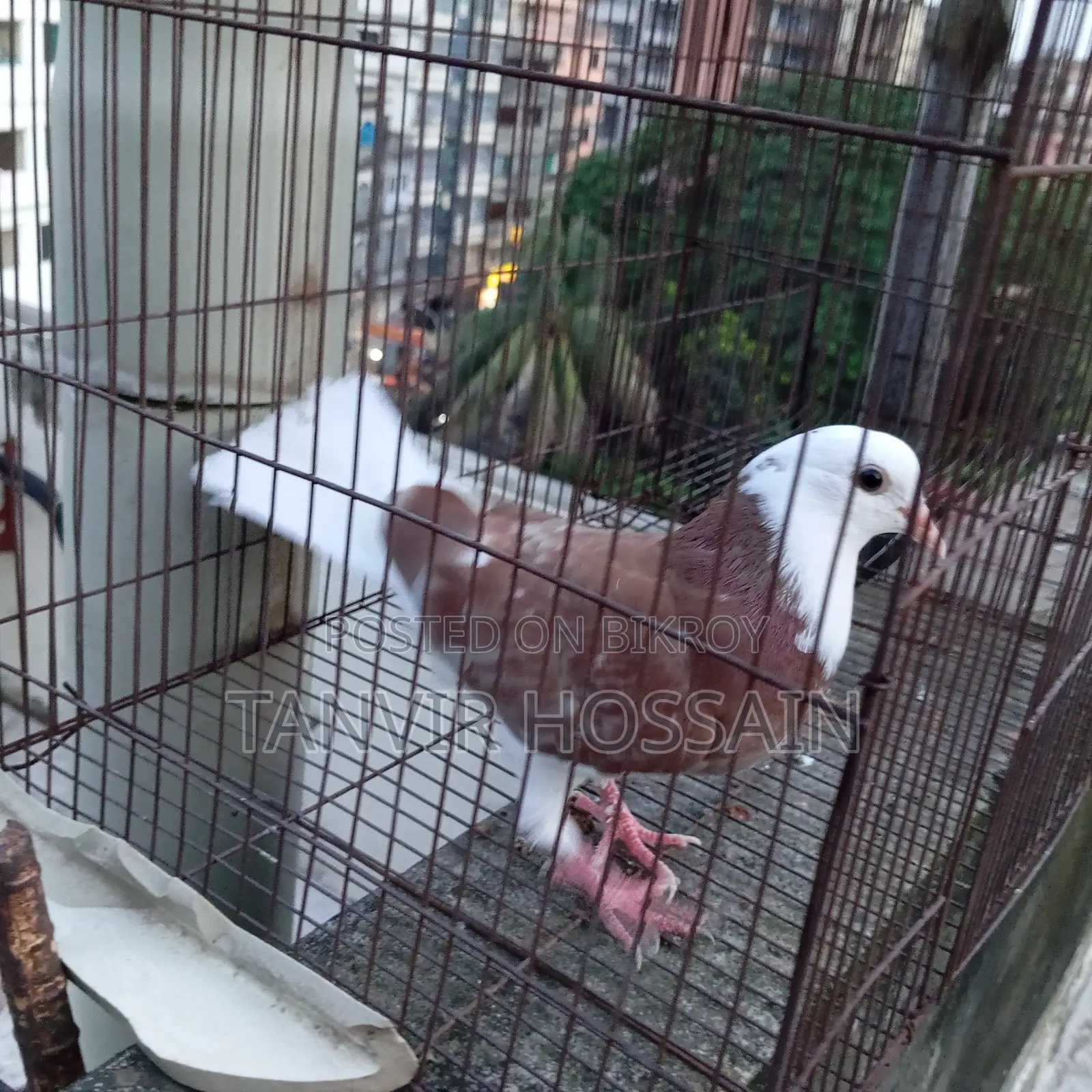 Red Cap Pigeon Baby