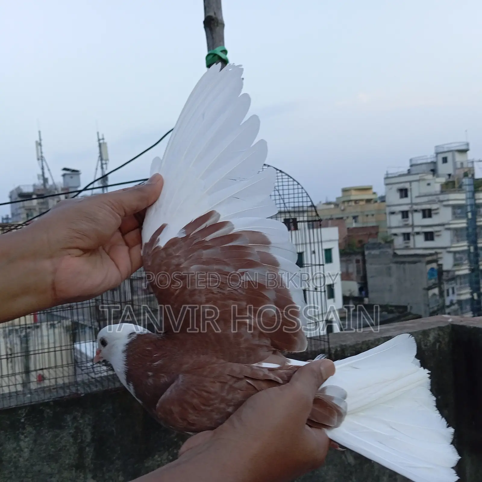 Red Cap Pigeon Baby