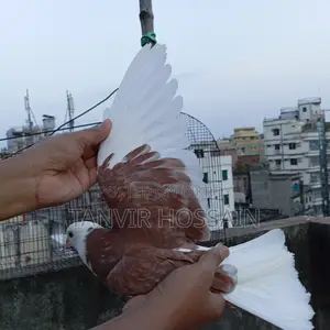 Red Cap Pigeon Baby