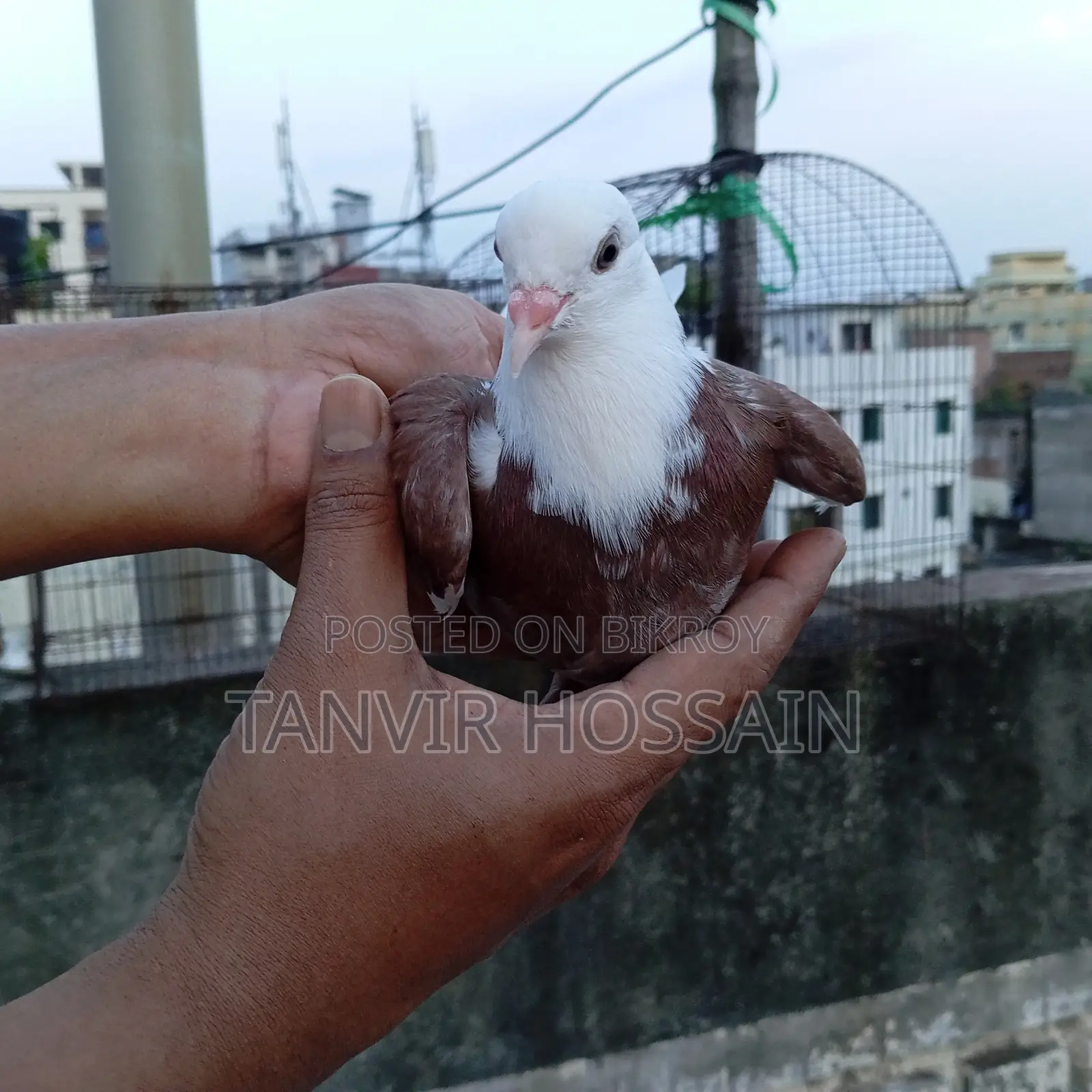 Red Cap Pigeon Baby