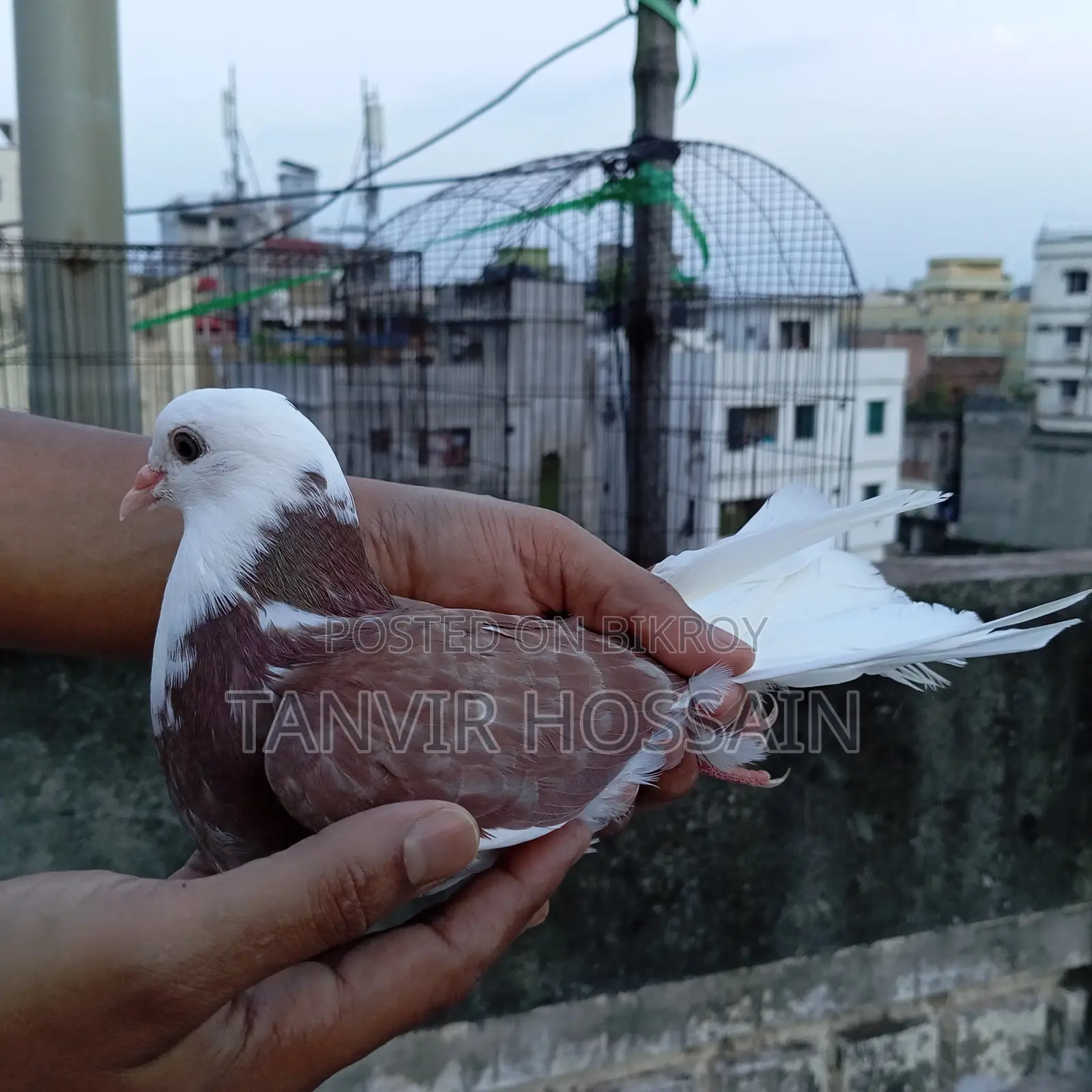 Red Cap Pigeon Baby