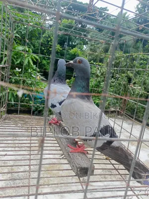 রেছার কবুতর