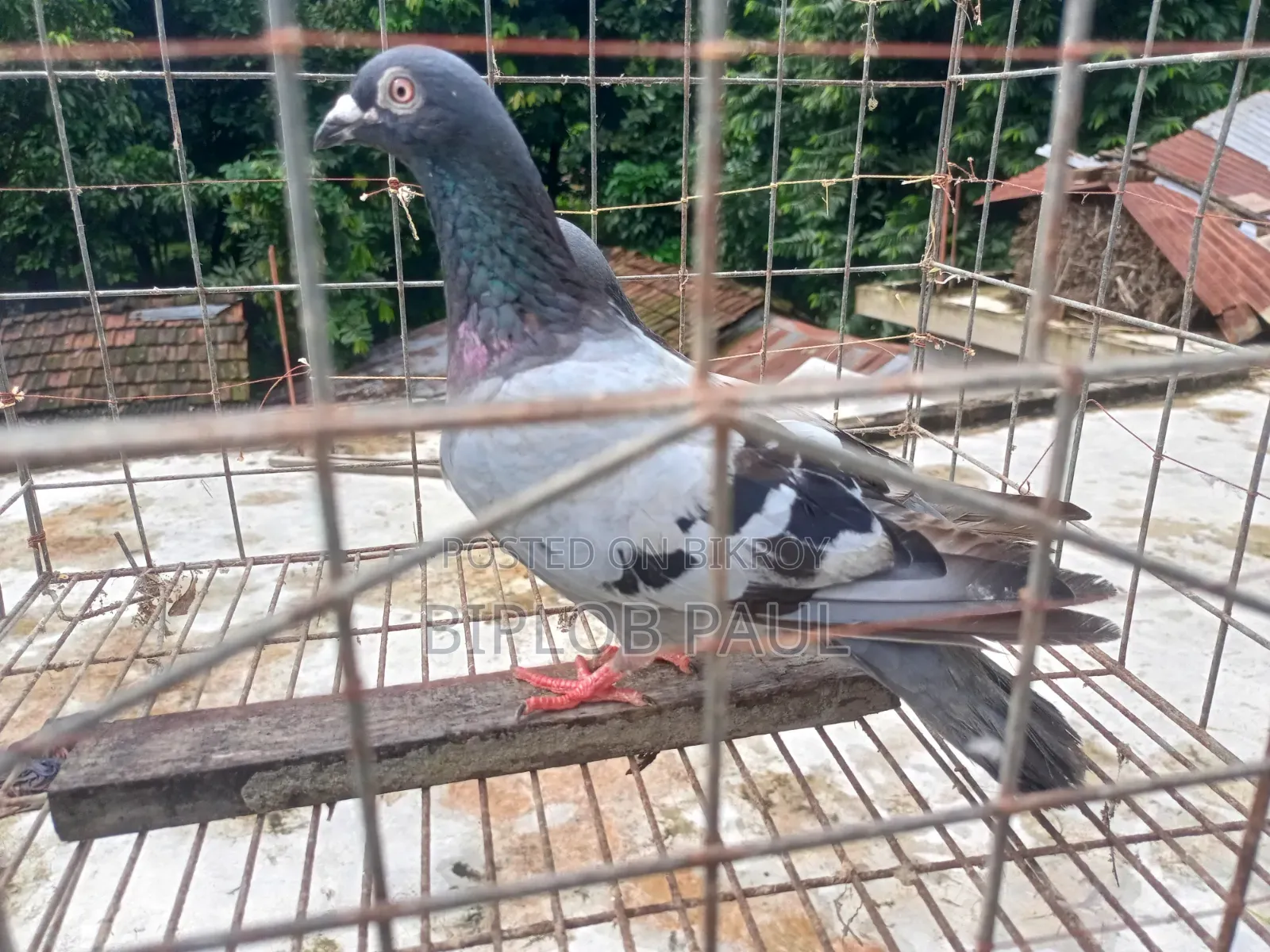 রেছার কবুতর