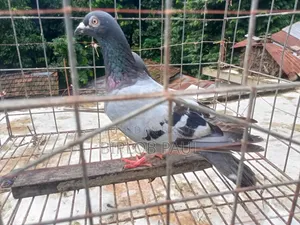 রেছার কবুতর