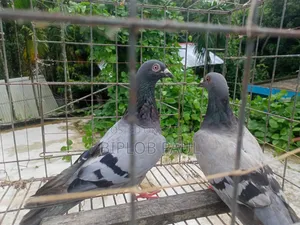 রেছার কবুতর