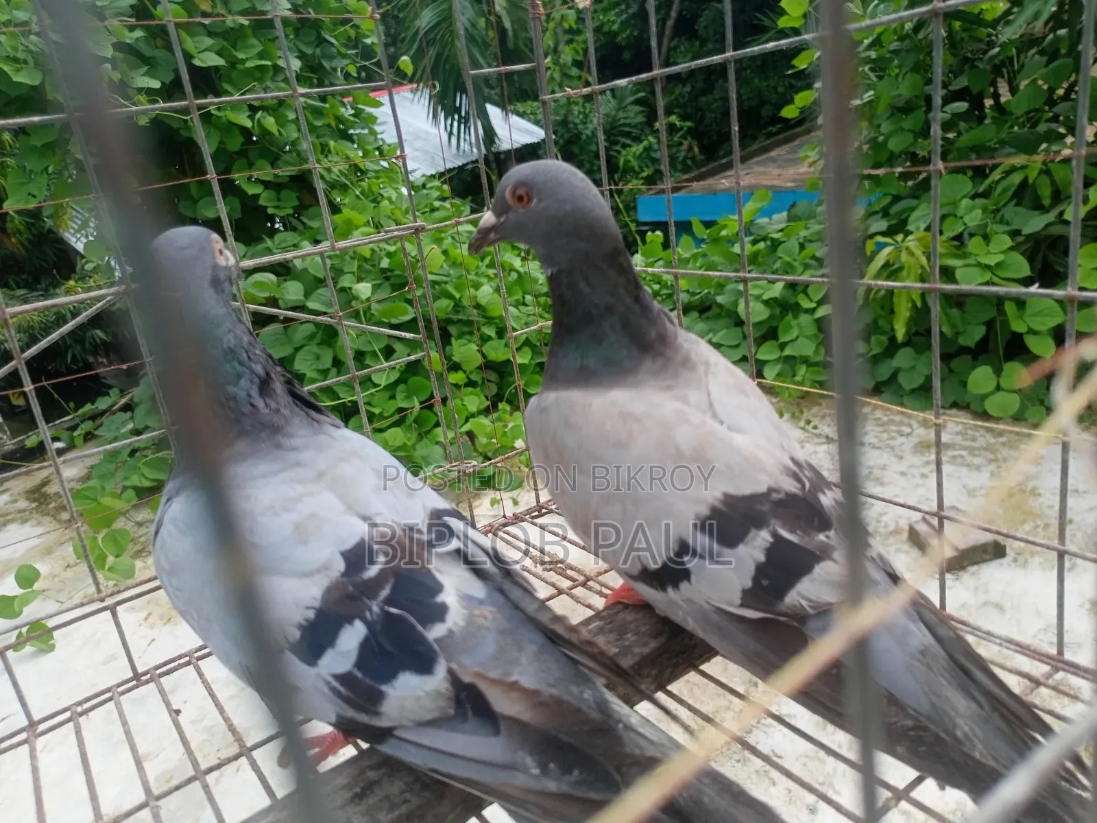 রেছার কবুতর