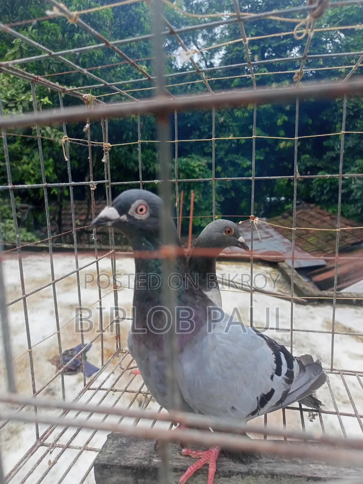 রেছার কবুতর
