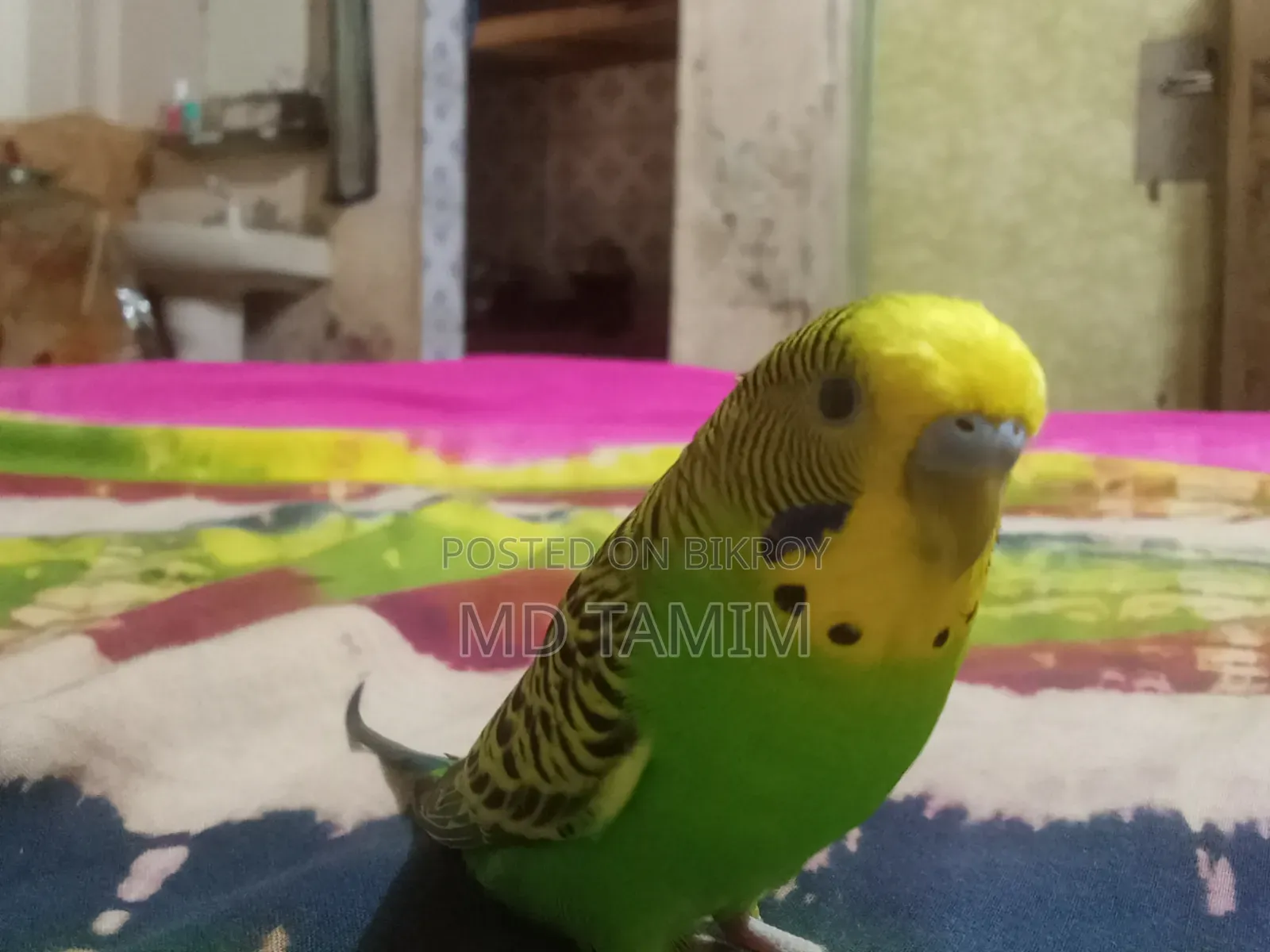 TAME Bagrigar Bird