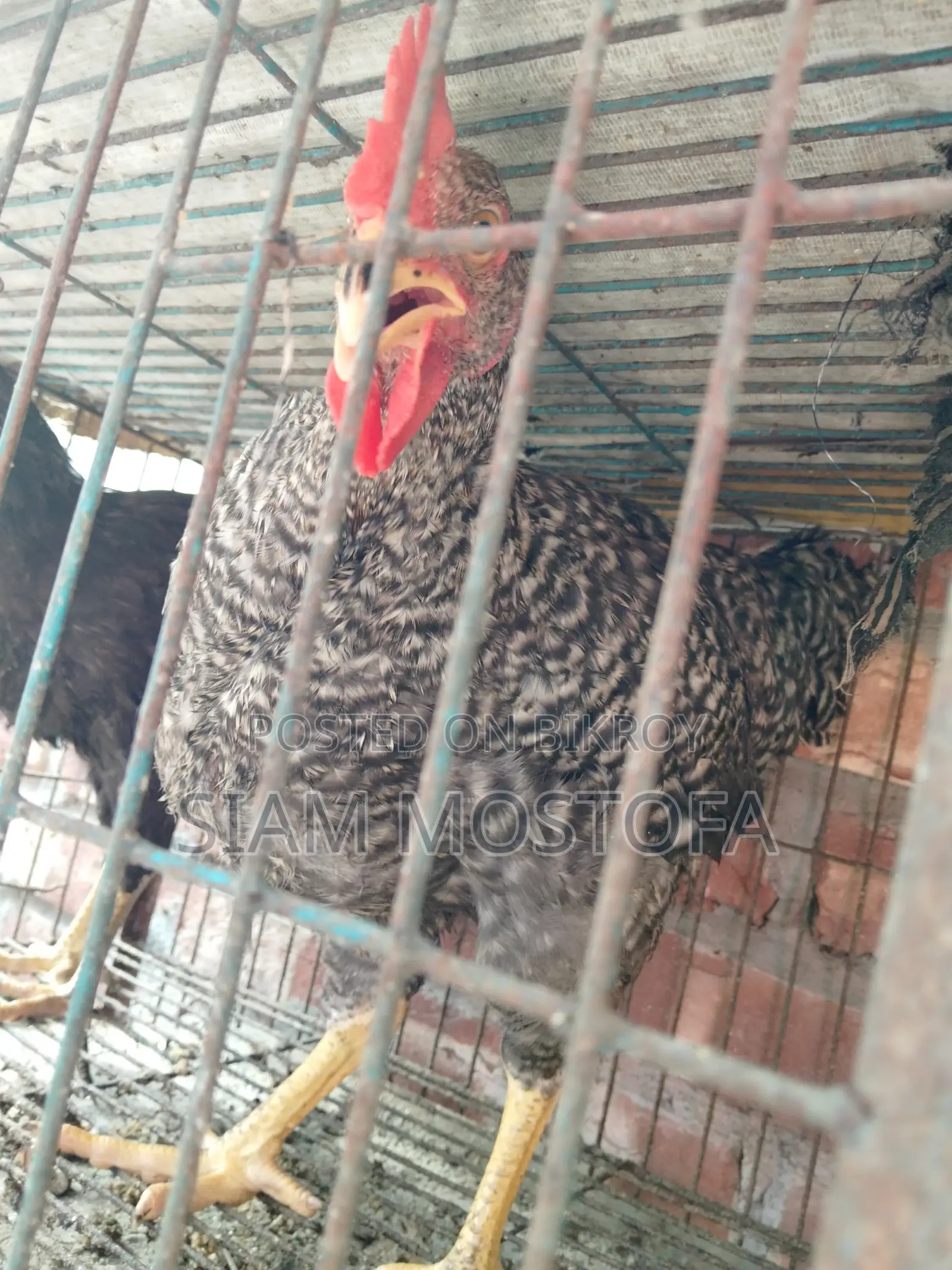 টাইগার মুরগি