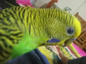 TAME Bagrigar Bird