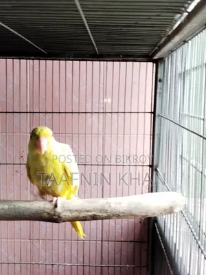Lutino Ringneck