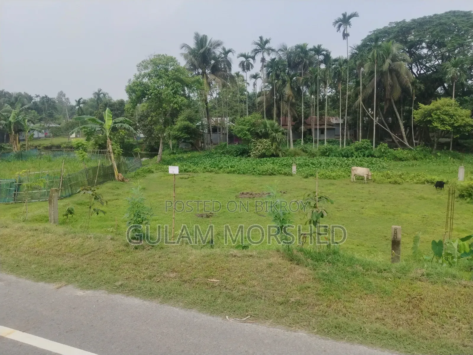 জমি বিক্রয় হবে ৫ শতাংশ। নতুন বাইপাস মুক্তাগাছা।