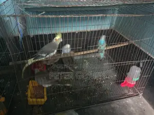 Budgies, Australian Dove for Sale