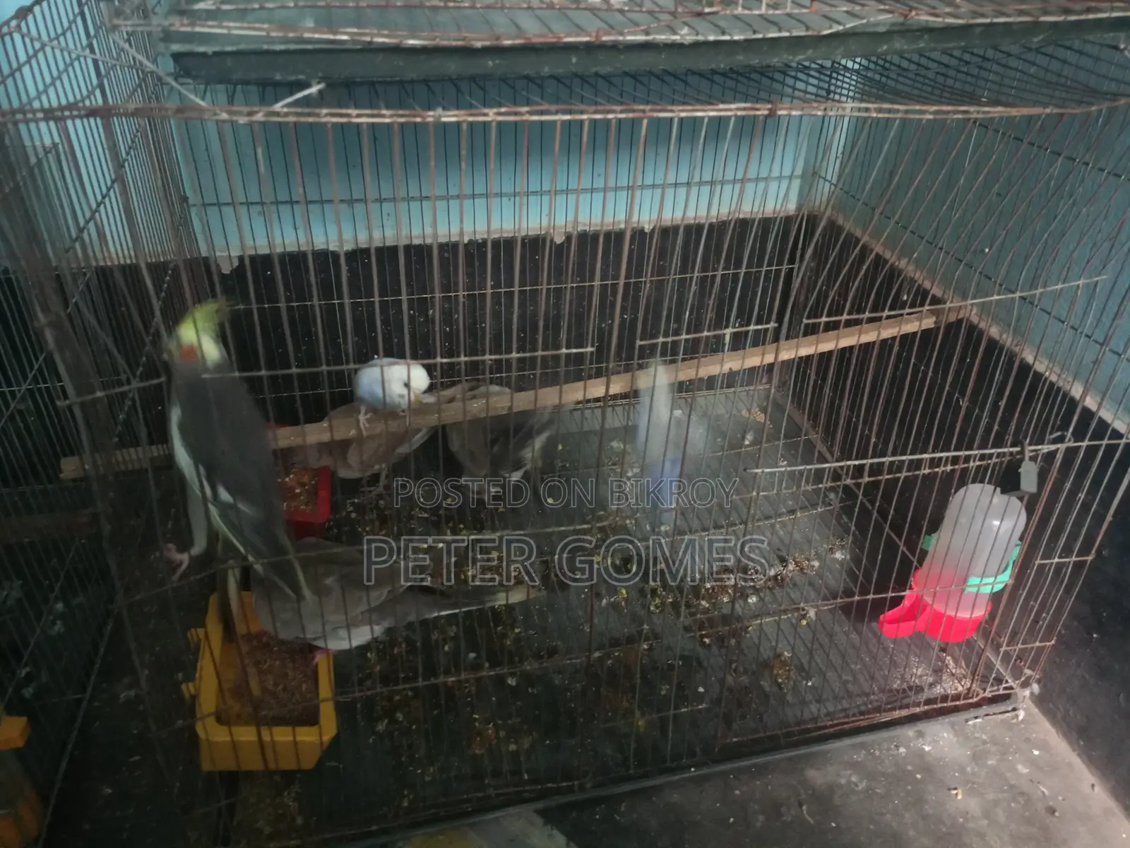 Budgies, Australian Dove for Sale