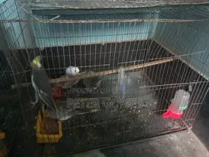Budgies, Australian Dove for Sale