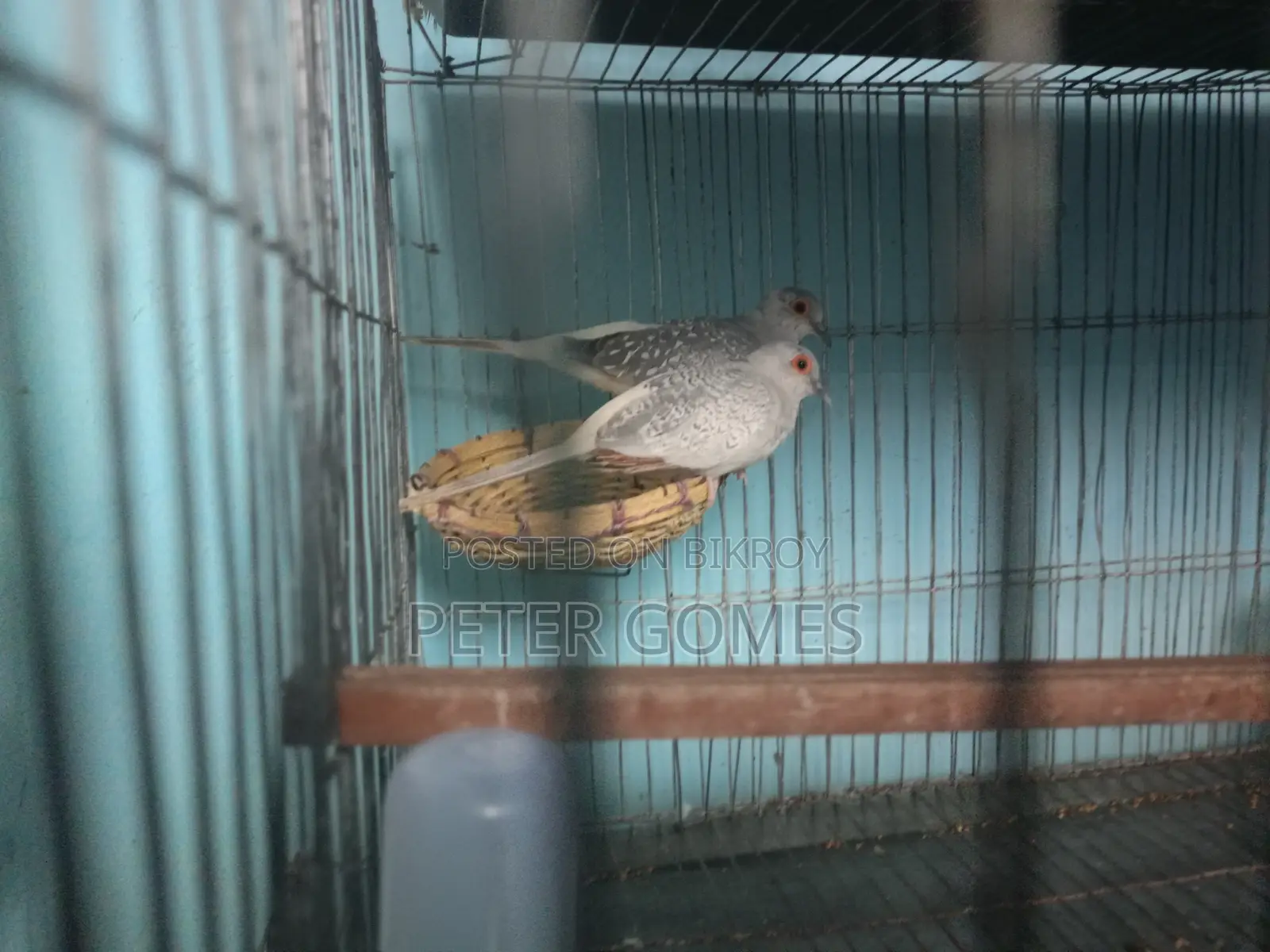 Diamond Dove for Sale