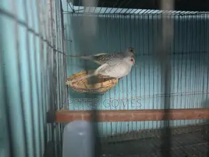 Diamond Dove for Sale