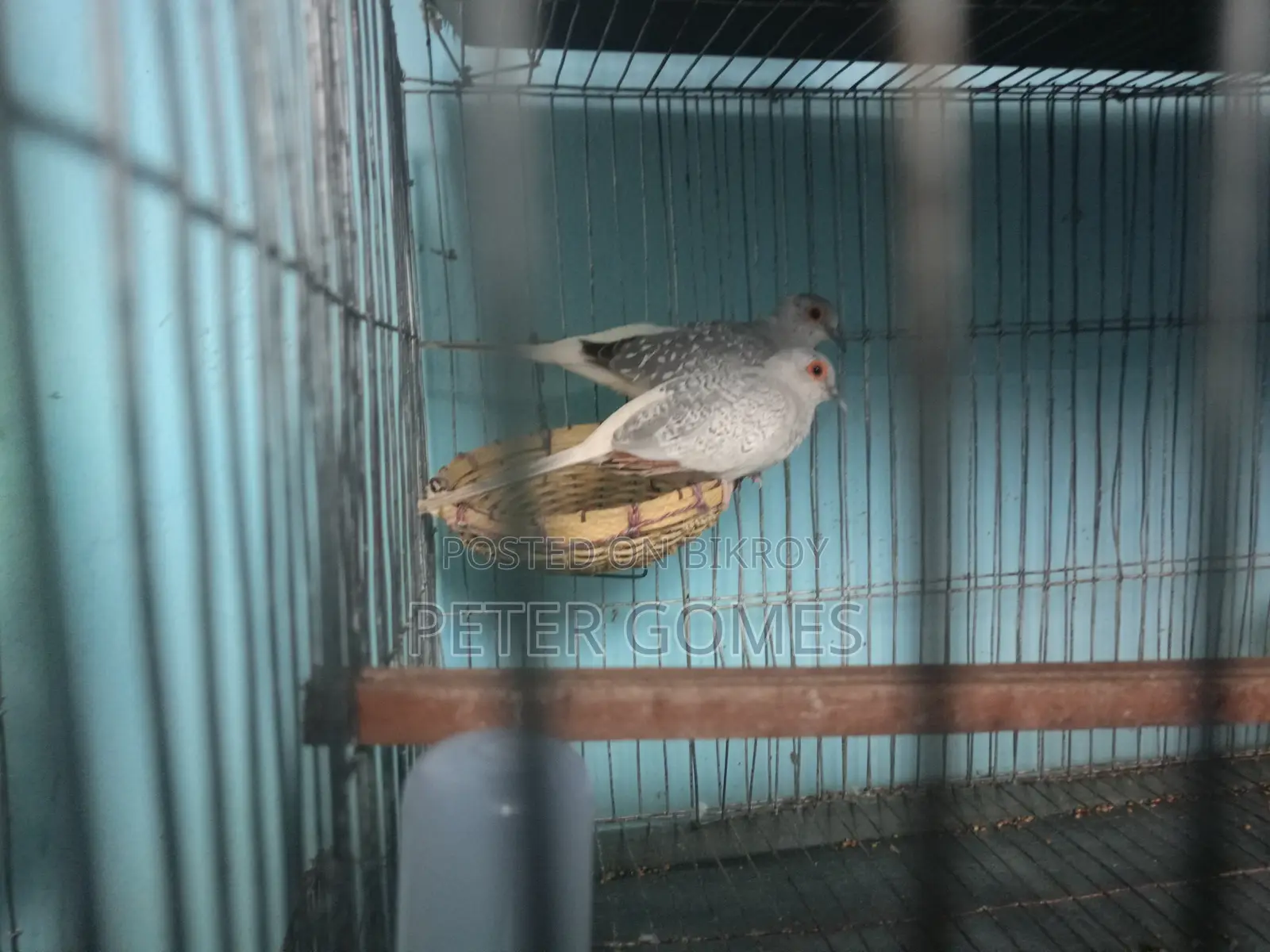 Diamond Dove for Sale