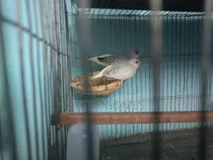 Diamond Dove for Sale