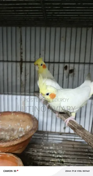 লুটিনো কোকাটেল মাস্টার পেয়ার